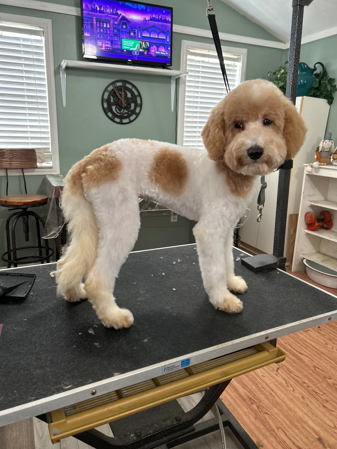 Apricot and white goldendoodle freshly groomed on the table at Duffy's Grooming