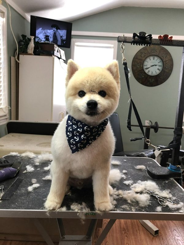 Fluffy cream Pomeranian after grooming with anchor bandana