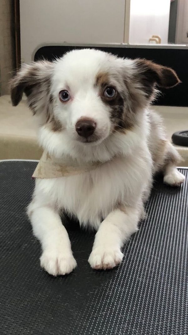 Merle Australian shepherd puppy with bandana on grooming table