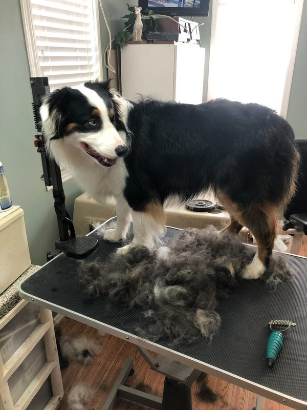 Black and white Australian shepherd on grooming table