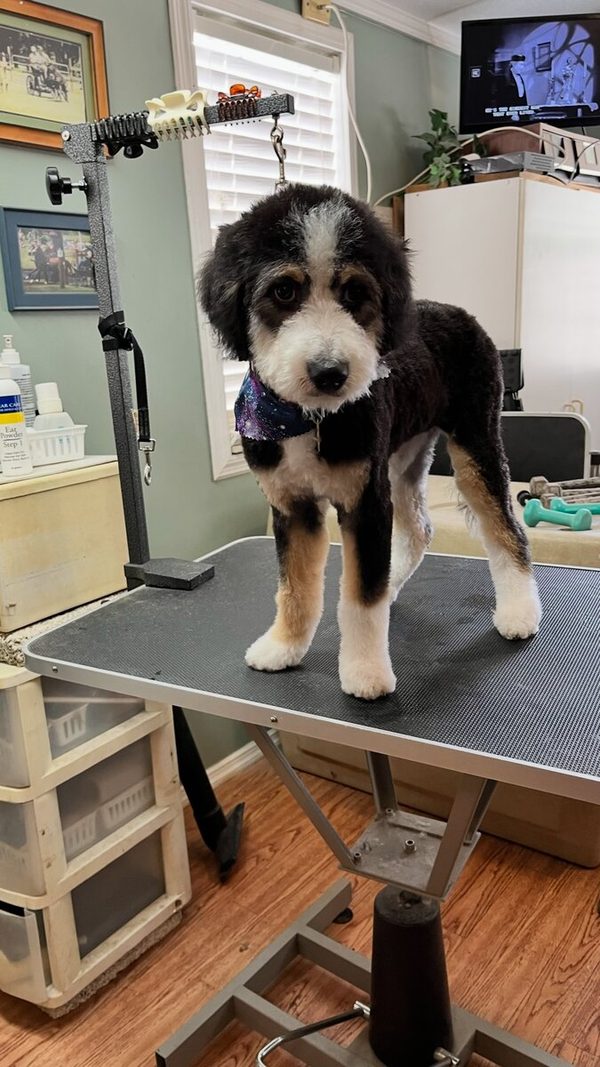 Bernedoodle puppy standing on grooming table