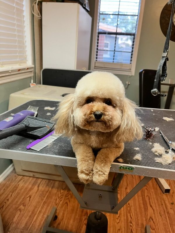Cream poodle puppy resting paws on the grooming table edge