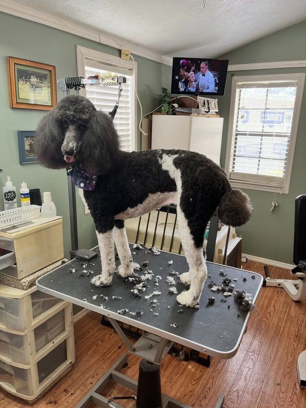 Black and white parti standard poodle after grooming