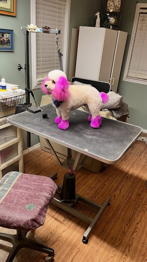 Poodle with creative pink-dyed legs and ears