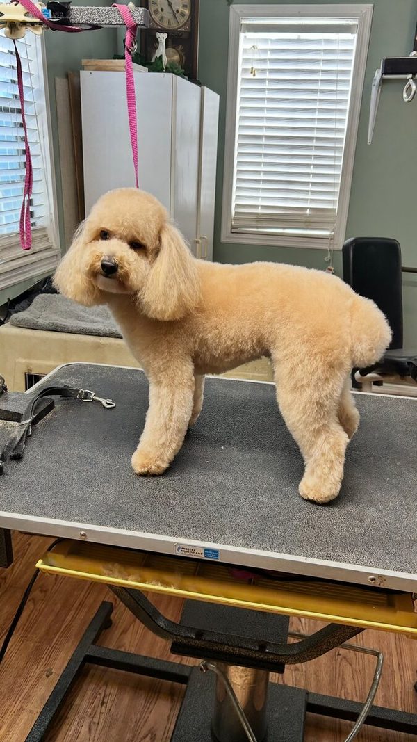 Tan toy poodle posing after a clean cut