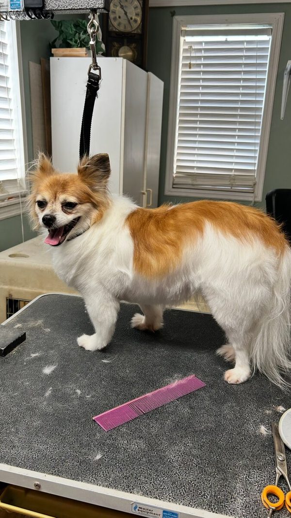 Long-haired Chihuahua freshly groomed