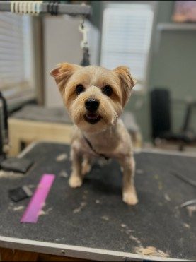 Small cream Yorkie mix standing on the grooming table after a trim