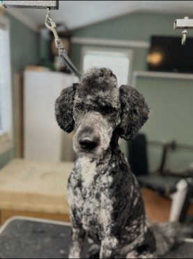 Silver parti standard poodle sitting after grooming
