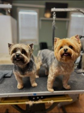 Two Yorkshire terriers side by side on the grooming table