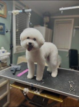 White Bichon Frise with a soft rounded trim