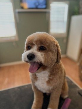 Apricot cockapoo with tongue out after grooming
