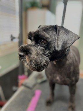 Salt-and-pepper schnauzer in profile with a classic beard