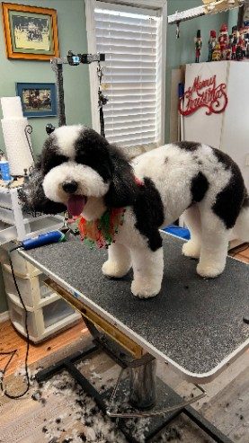 Black and white sheepadoodle in a holiday bandana