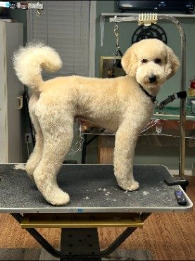 Cream standard poodle standing after a full groom