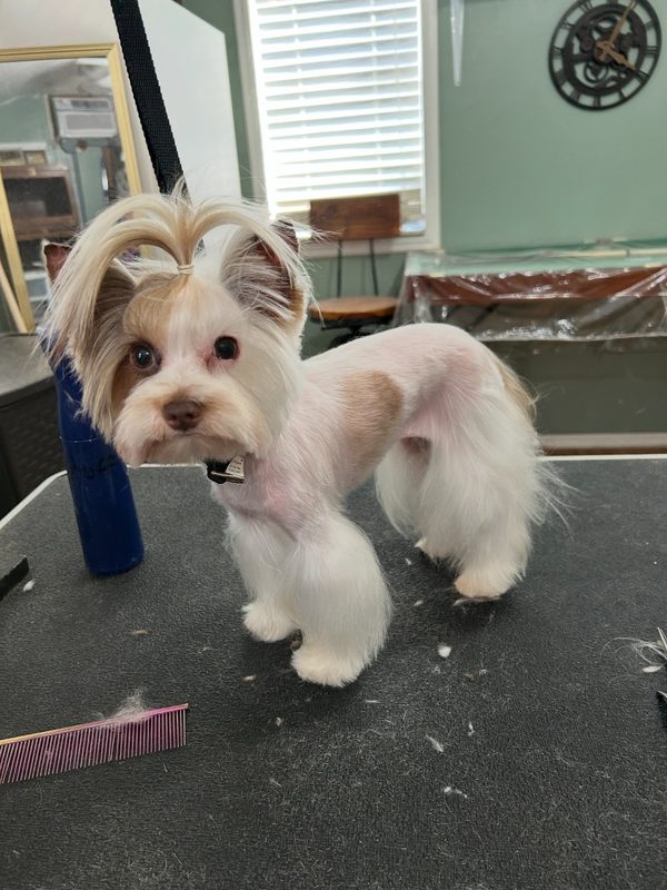 White and tan Biewer terrier with a topknot after grooming