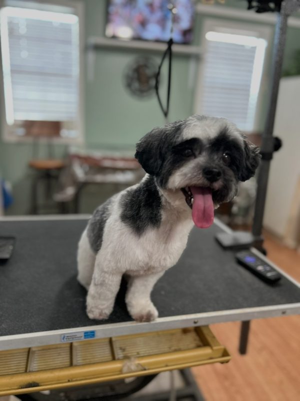 Black and white Shih Tzu mix with tongue out on the grooming table