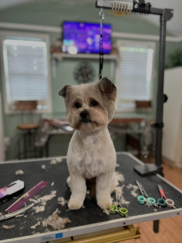 Cream terrier mix sitting on the grooming table among the shears